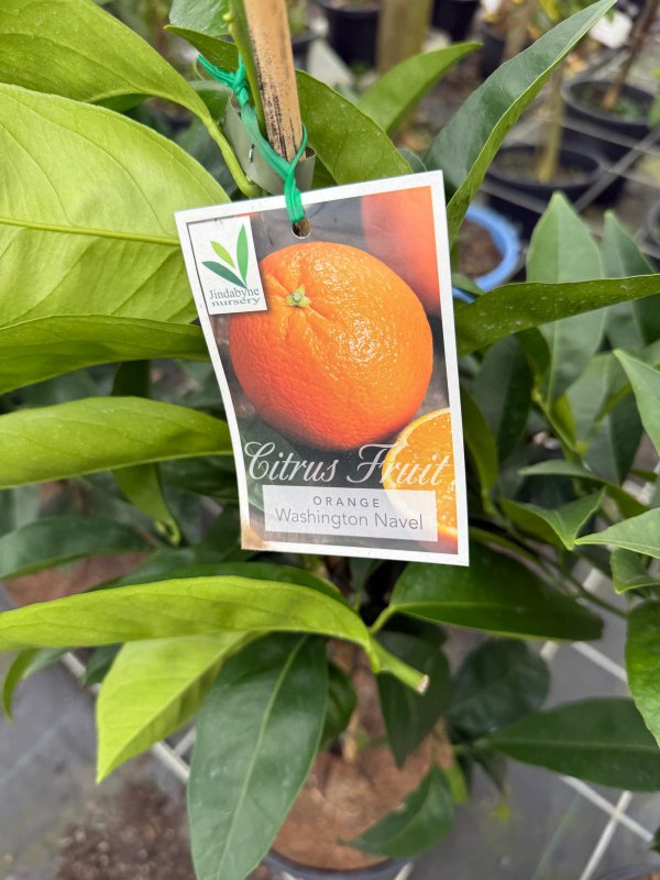 Washington_Navel_Orange_04