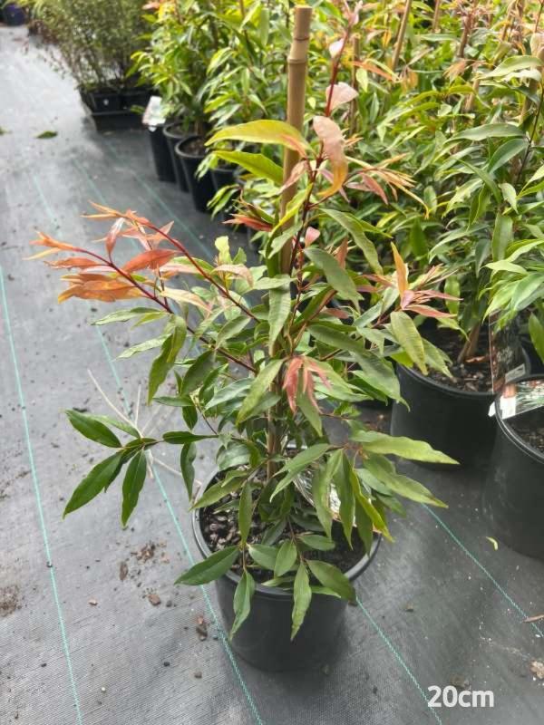 Waterhousea_floribunda_04