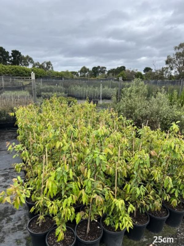 Waterhousea_floribunda_06
