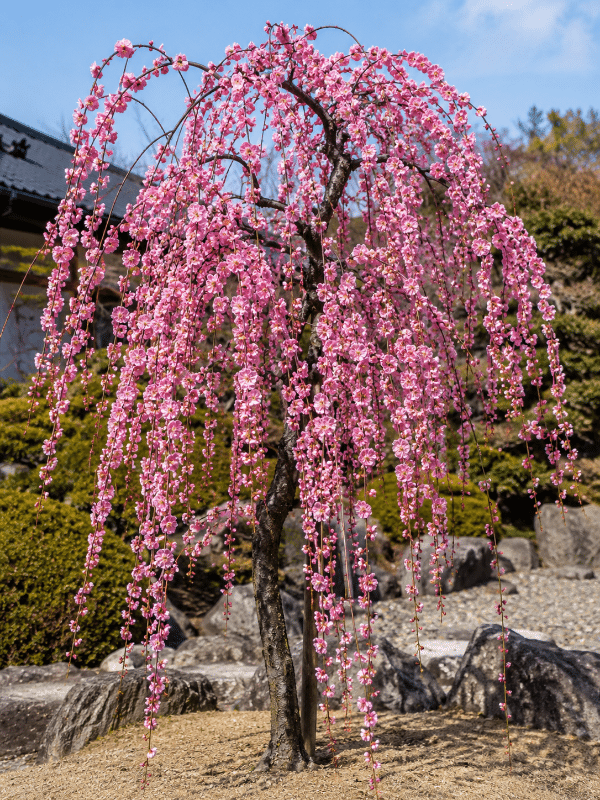Weeping_Apricot_01