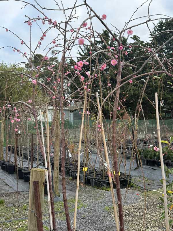 Weeping_Apricot_03