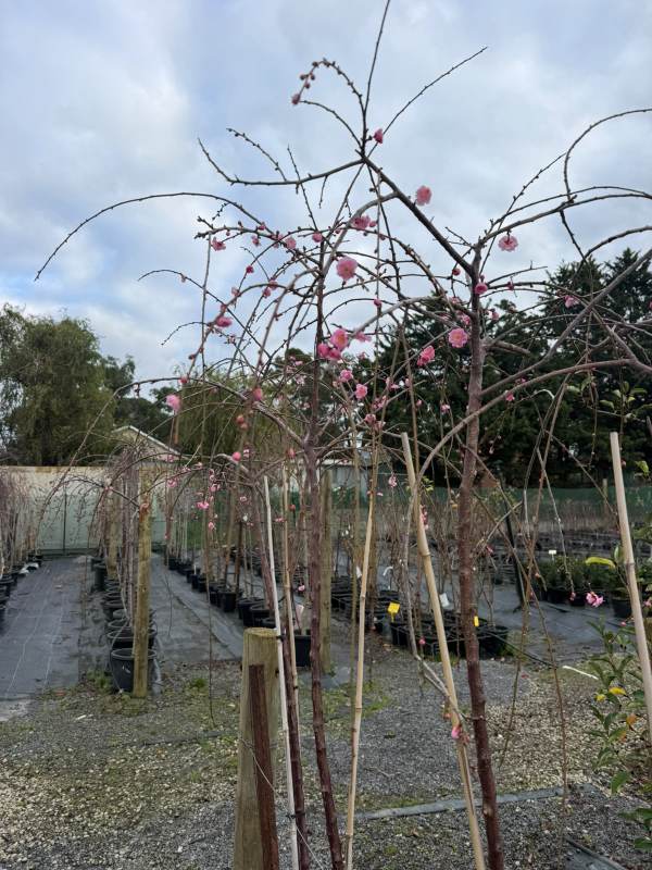 Weeping_Apricot_04