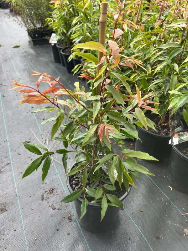 Weeping_Lilly_Pilly_04