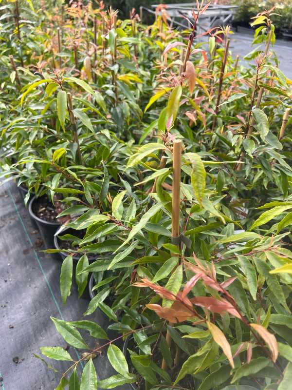 Weeping_Lilly_Pilly_05