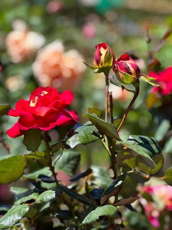 2ft_Standard_Roses_02