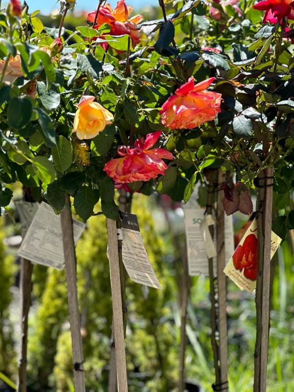 2ft_Standard_Roses_03
