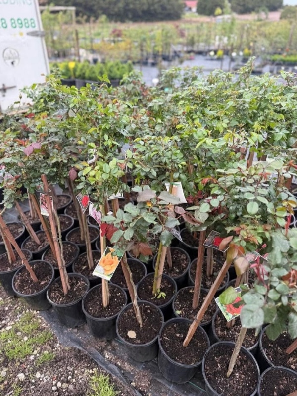 2ft_Standard_Roses_06