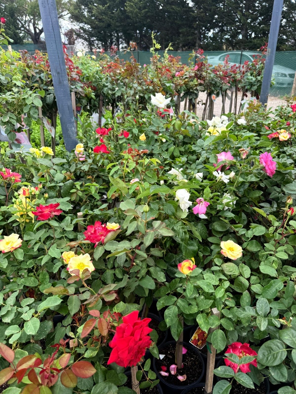 3ft_roses_03