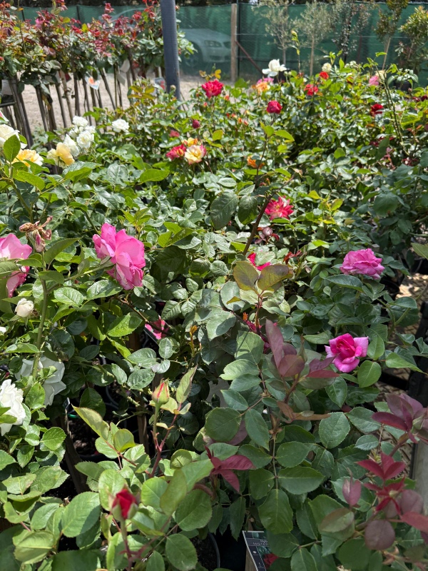 3ft_roses_04