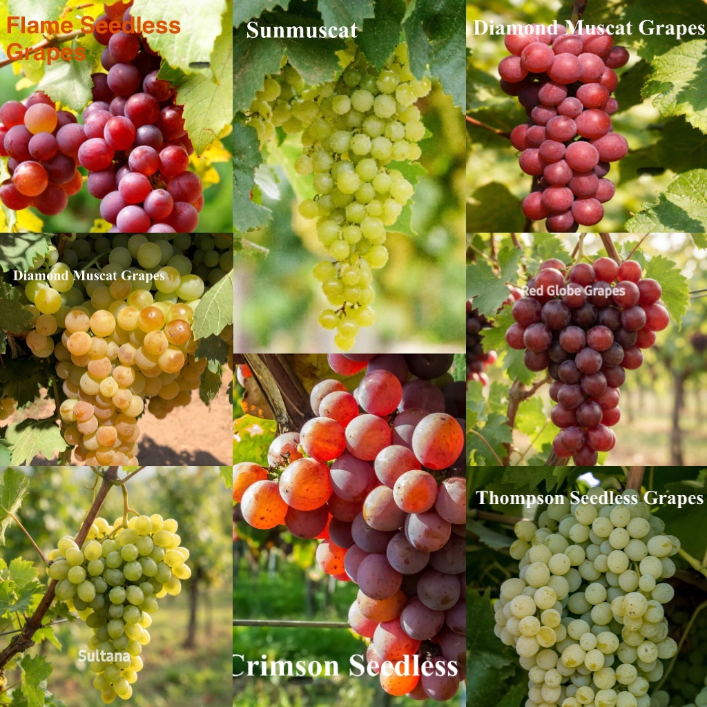 Assorted_Grapes_01