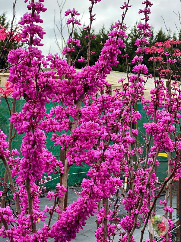 Cercis_Avondale_01