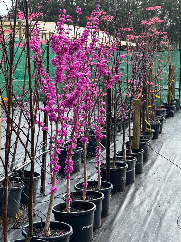 Cercis_Avondale_03