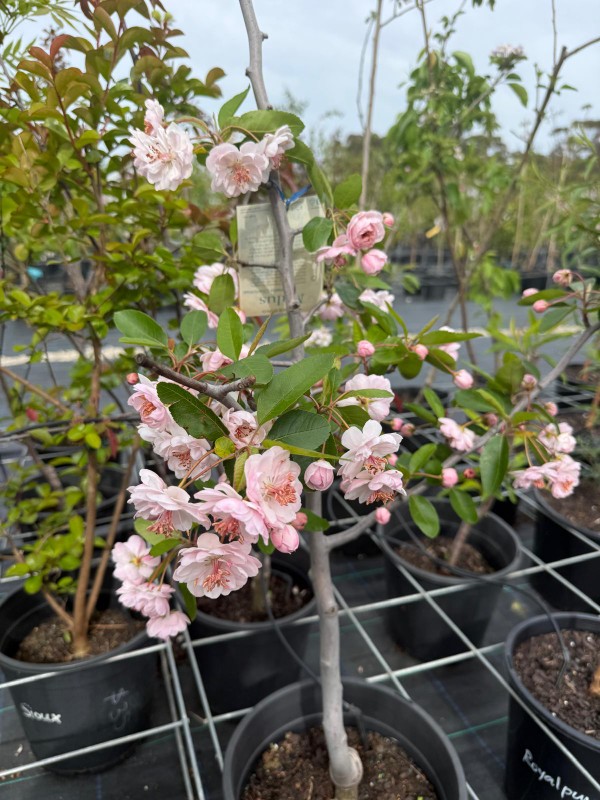 Charlottae_crab_apple_03