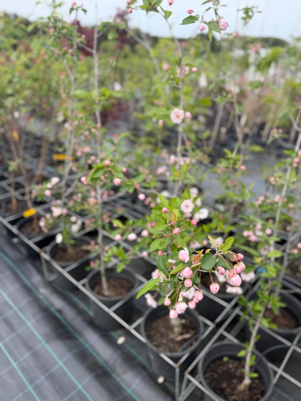 Charlottae_crab_apple_04