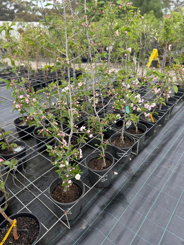 Charlottae_crab_apple_05
