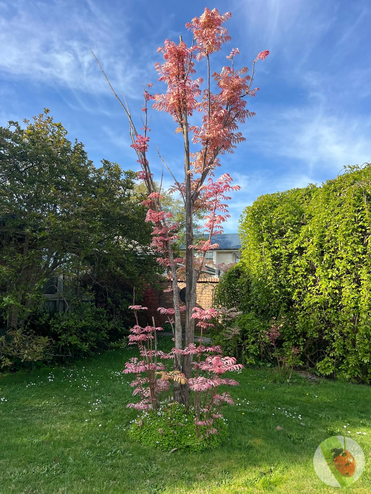 Chinese_Cedar_01