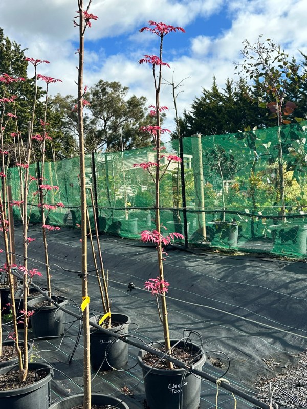 Chinese_Cedar_03