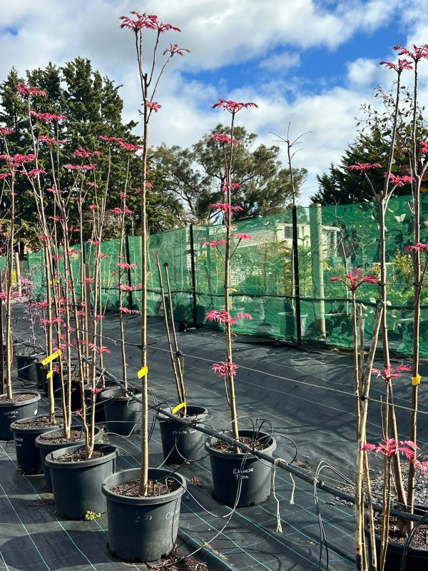 Chinese_Cedar_04