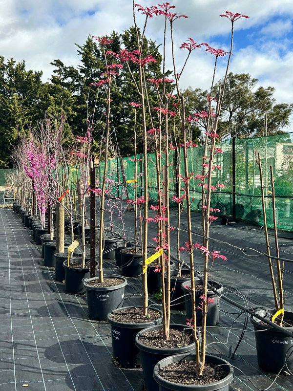 Chinese_Cedar_05