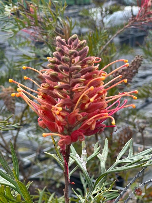 Grevillea_01