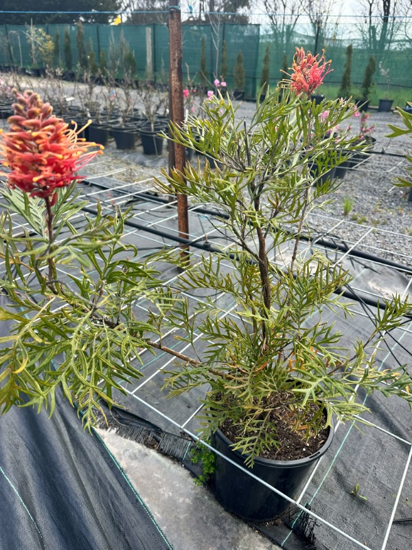 Grevillea_03