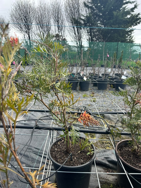 Grevillea_04