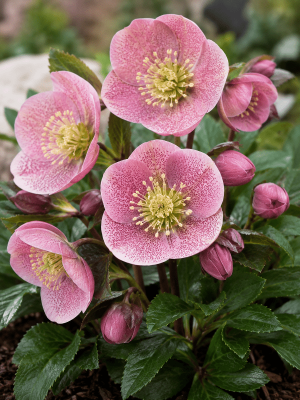 Helleborus_Pink_01