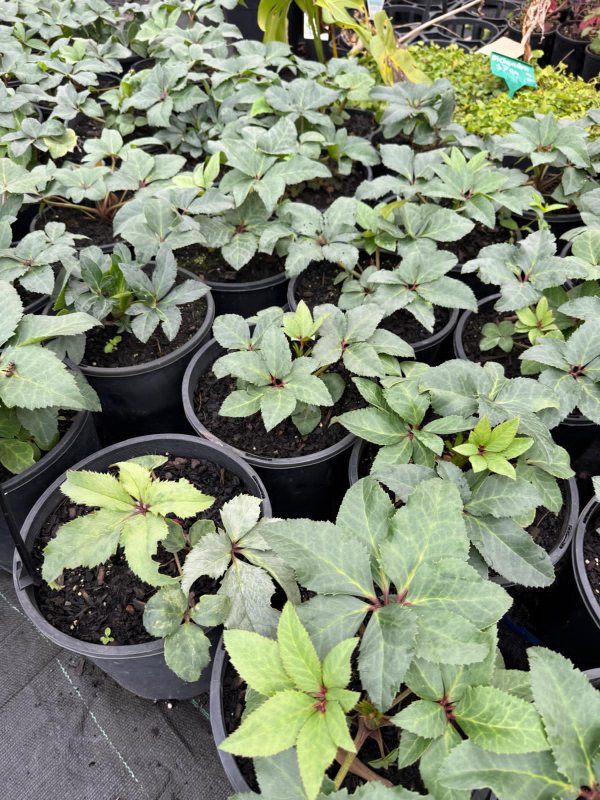 Helleborus_Pink_04