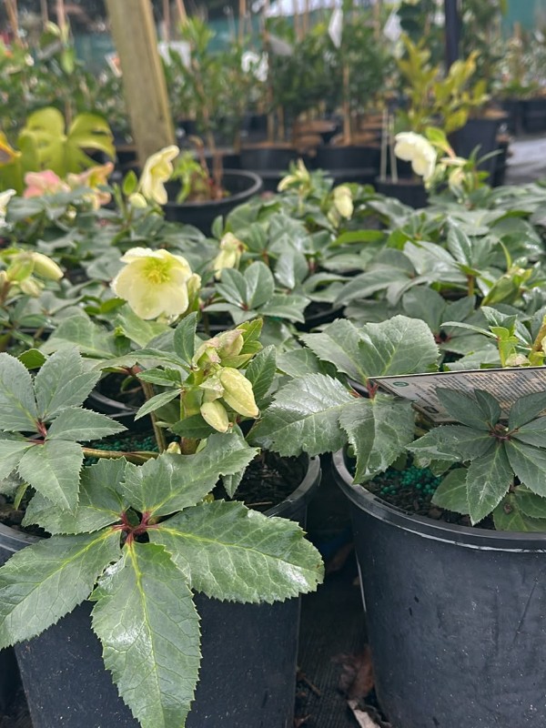 Helleborus_White_03