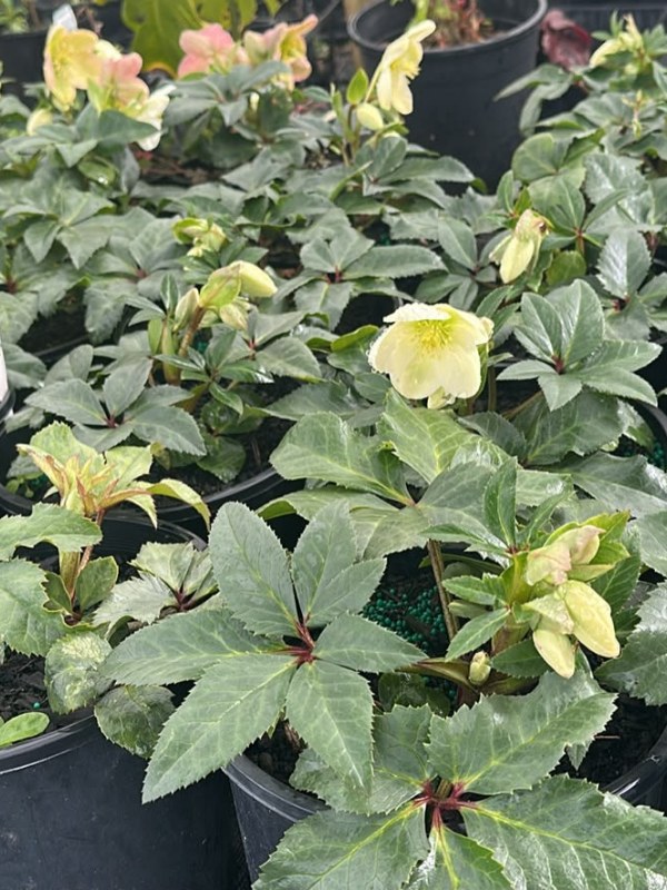 Helleborus_White_04