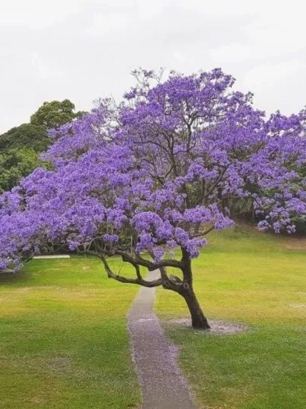 Jacaranda_mimosifolia_01