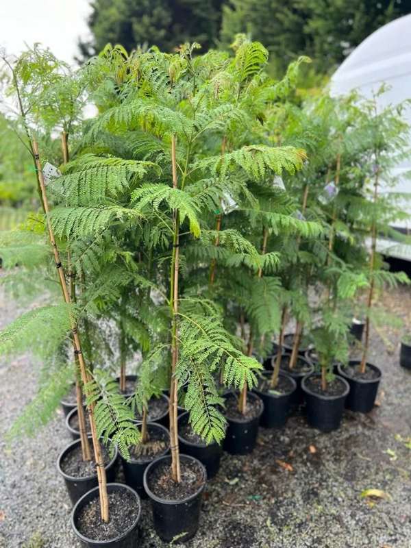 Jacaranda_mimosifolia_05