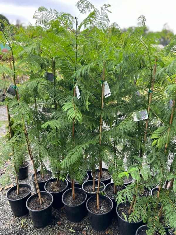 Jacaranda_mimosifolia_06