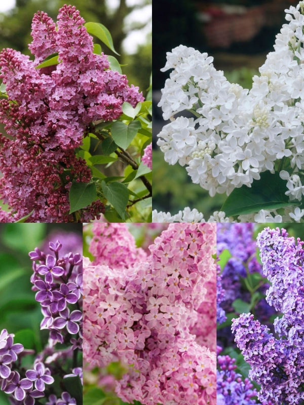 Lilac_01