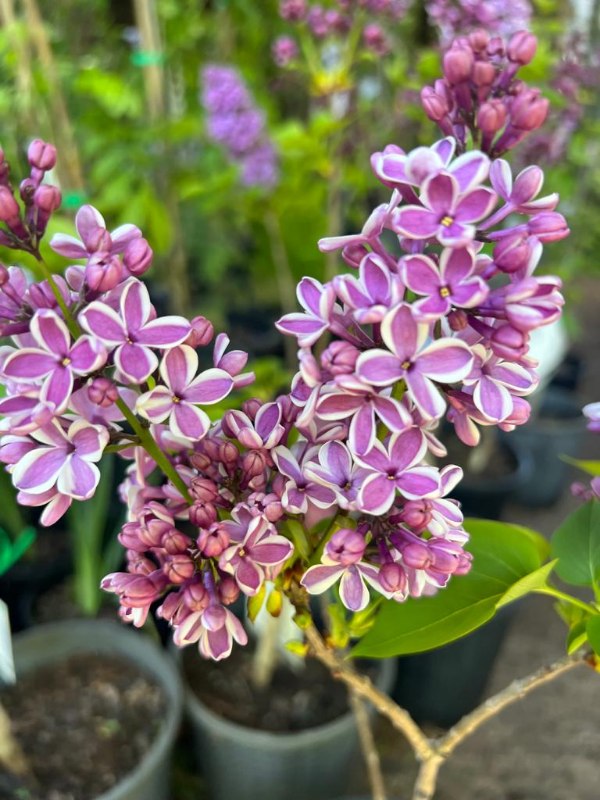 Lilac_03