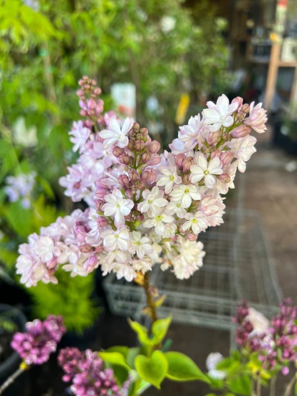 Lilac_04