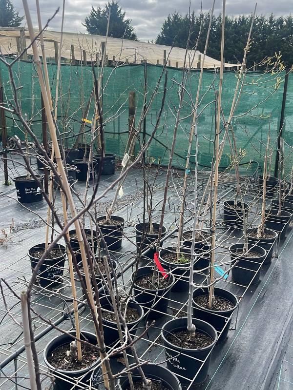 Malus_coronaria_Charlottae_03