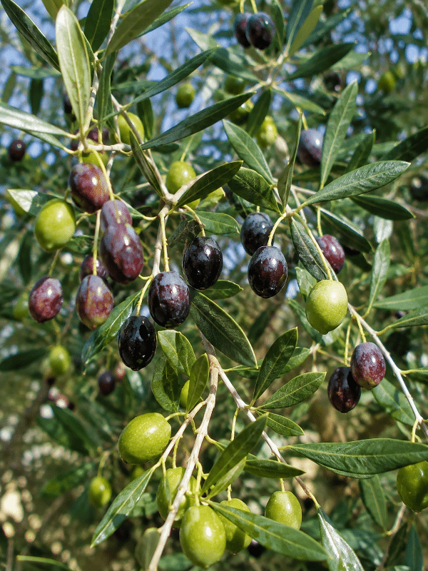 Olive_01