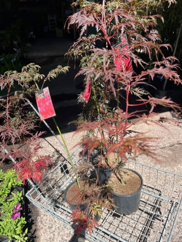 Orangeola_02