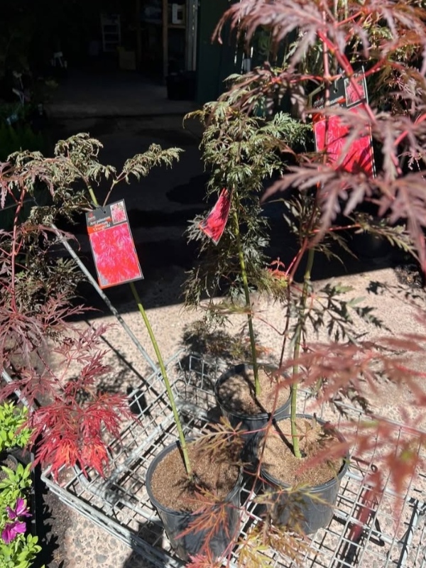 Orangeola_03