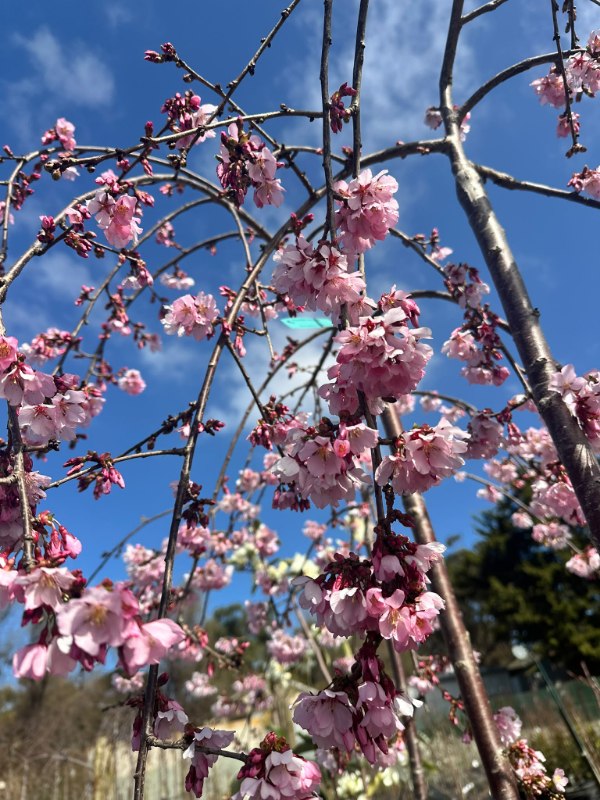 Pink_Cascade_03