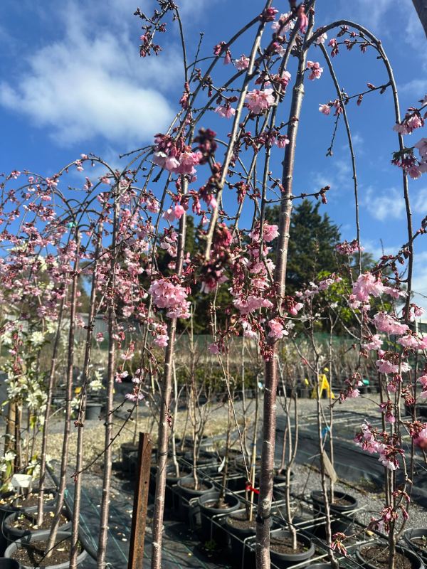 Pink_Cascade_04