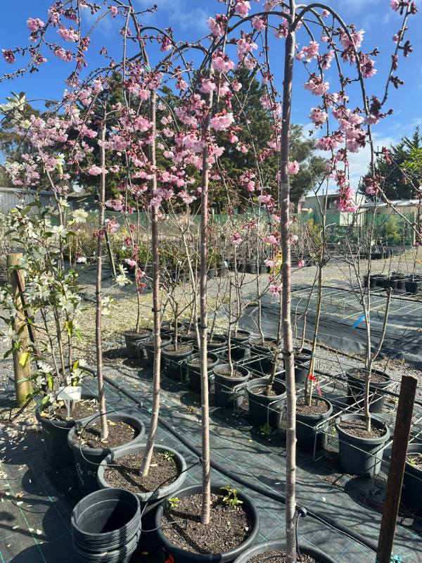 Pink_Cascade_05
