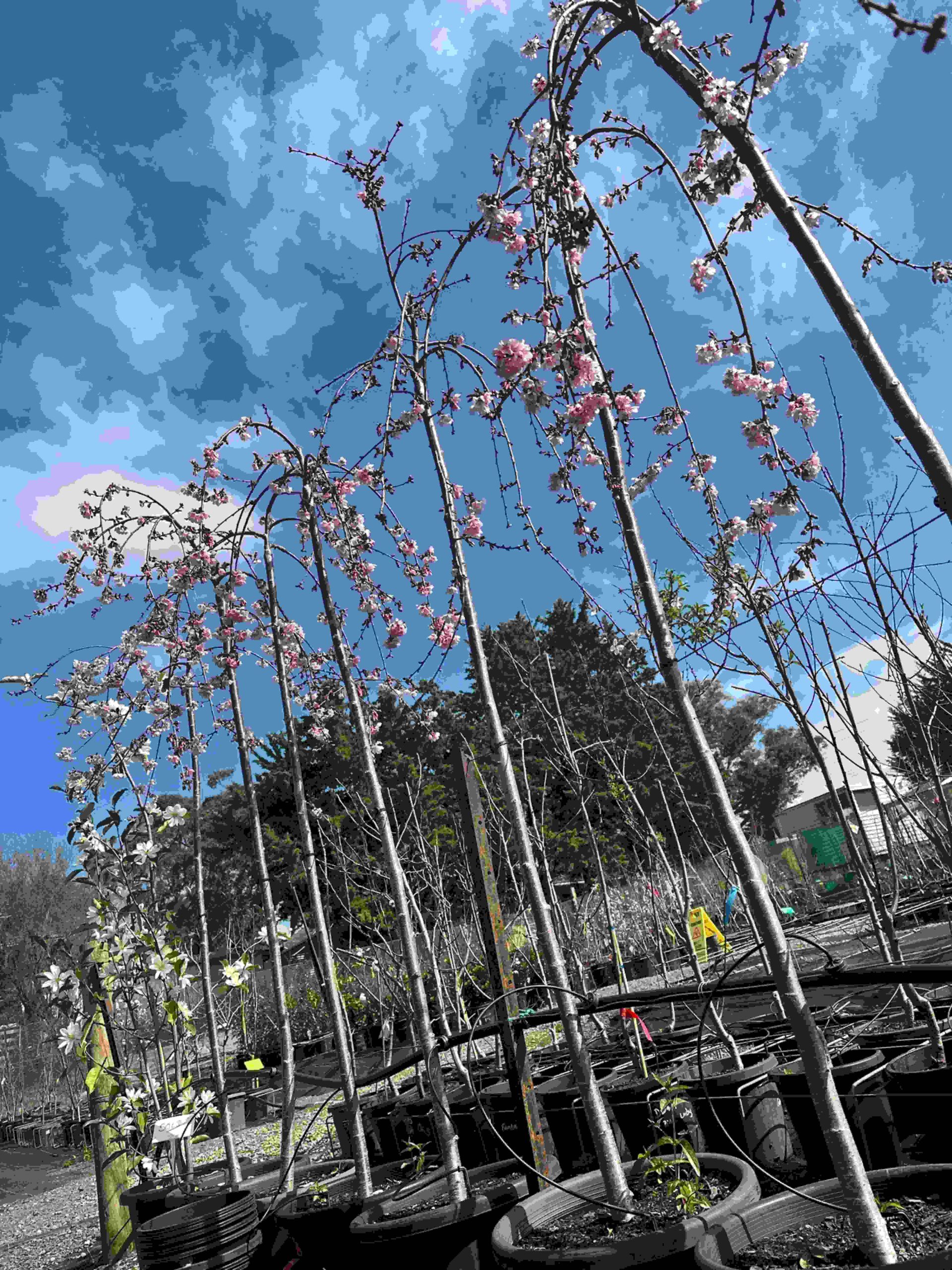Pink_Cascade_06