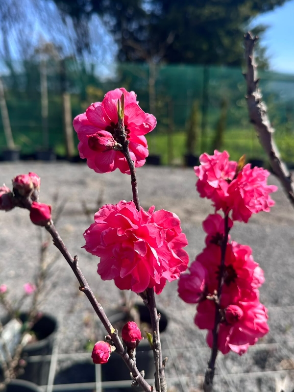 Red_Flowering_Peach_02