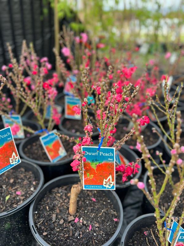Red_Flowering_Peach_04