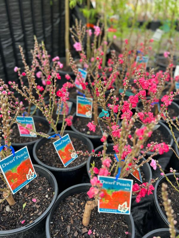Red_flowering_peach_03