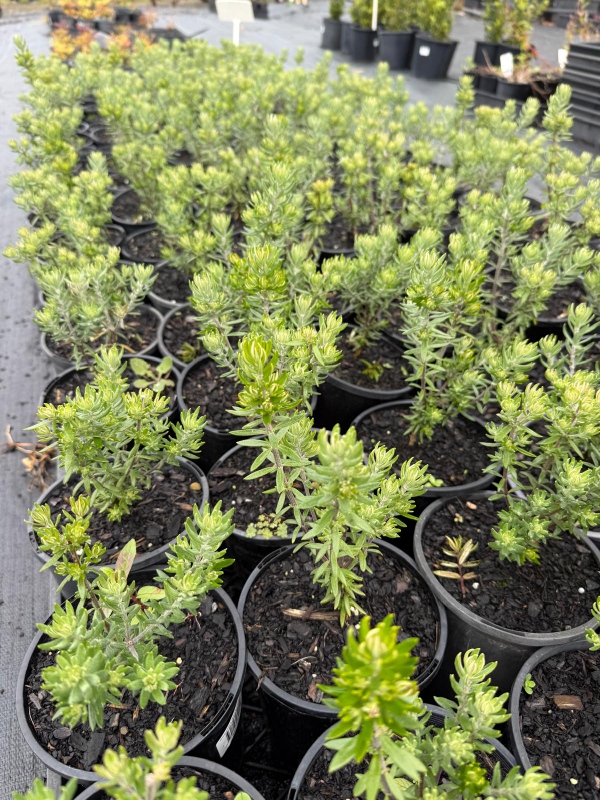 Westringia_Funky_Chunky_04