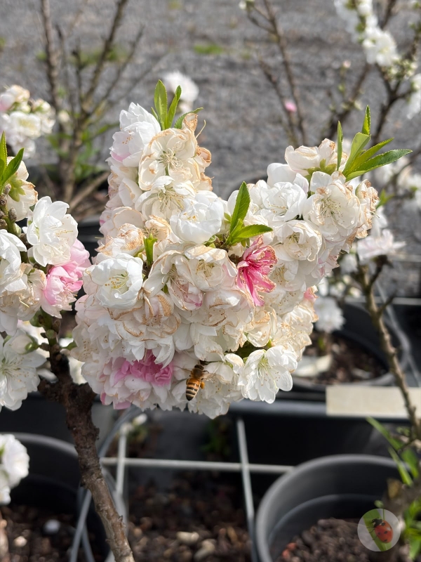 White_Flowering_Peach_01