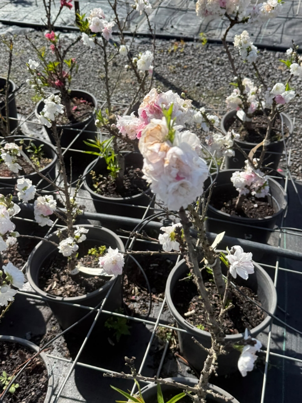 White_Flowering_Peach_02